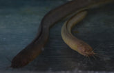 Channallabes Apus (Aalmeerval Nigeria)